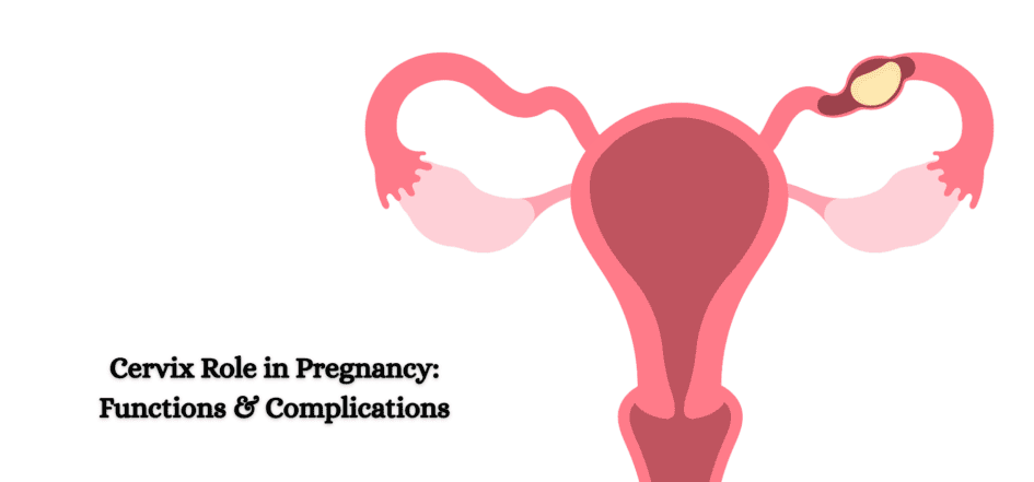 Cervix Role in Pregnancy Functions & Complications